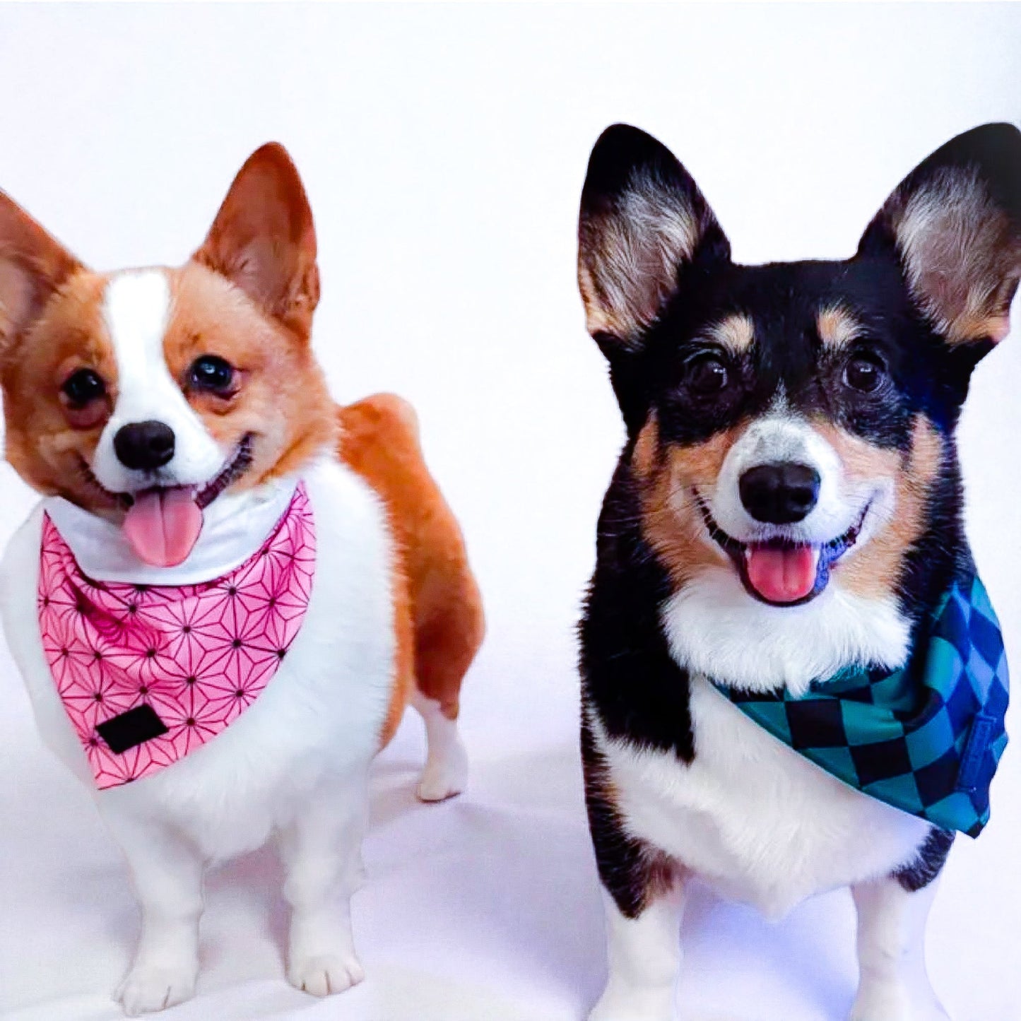 Pets - Checkered  Bandana
